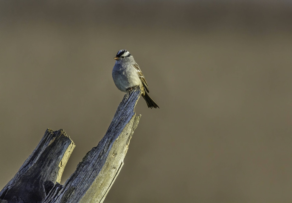 White-crowned Sparrow-6