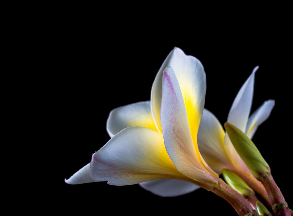 Frangipani plumeria white photo