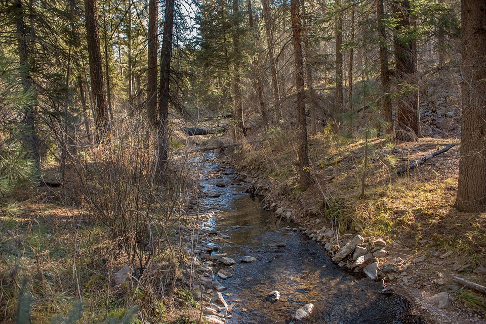 Mineral Creek in Gila National Forest-4