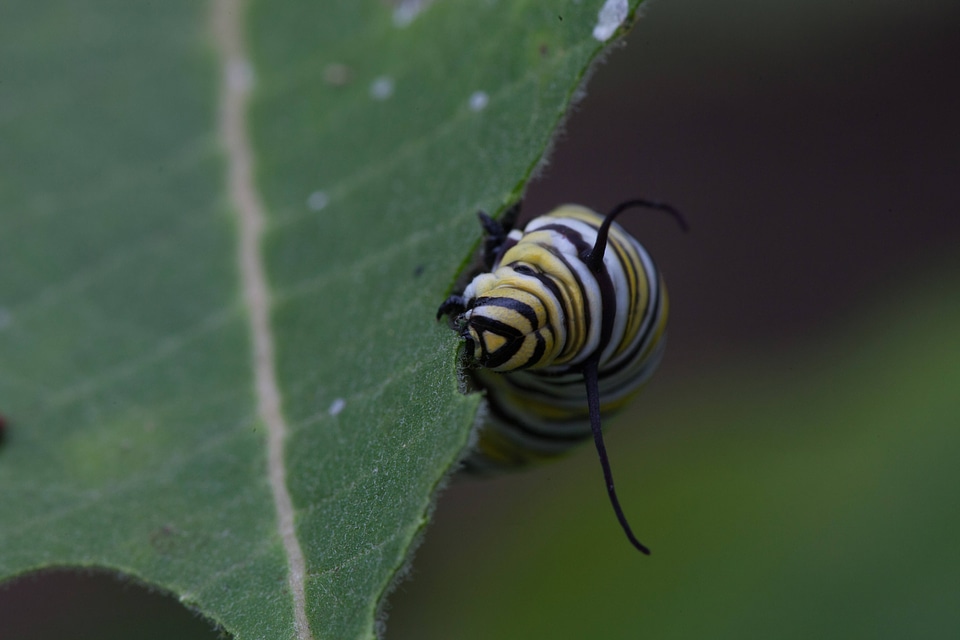 Monarch butterfly larvae feeding on milkweed-1