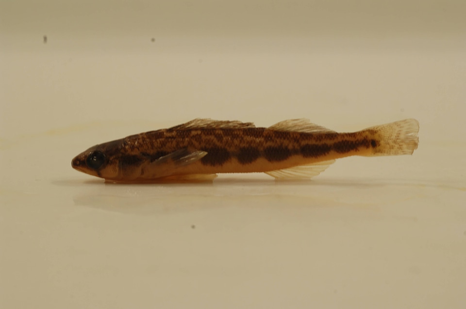 Percina maculata-2
