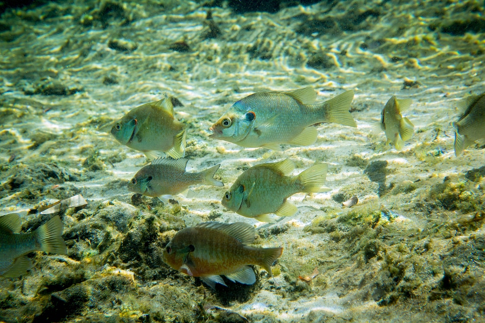 Redear sunfish school with other species of sunfish-1