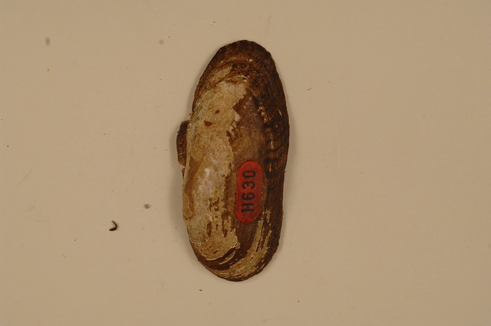 Medionidus conradicus (outside)-1