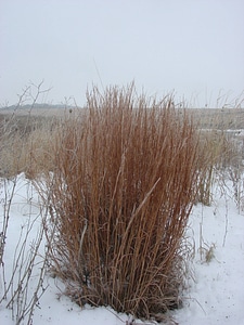 Little bluestem at Neal Smith National Wildlife Refuge
