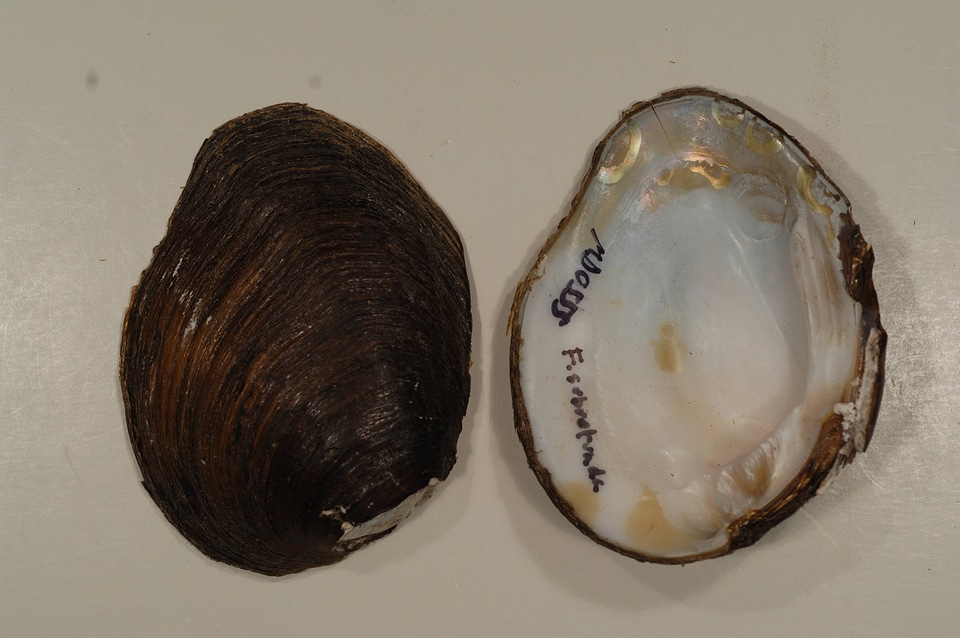 Fusconaia subrotunda-1