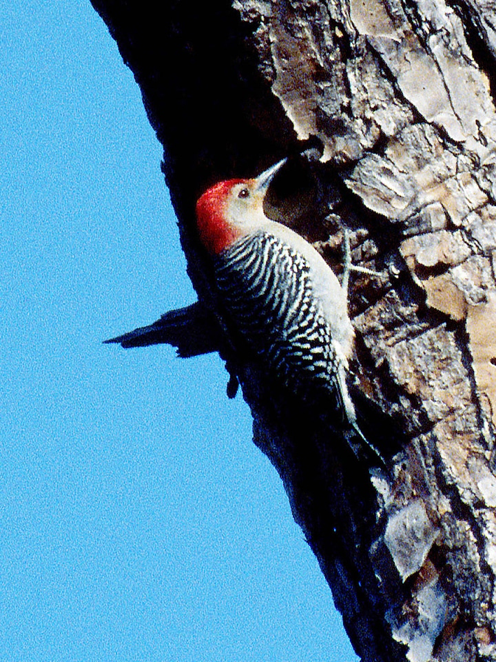 Red-bellied Woodpecker-1