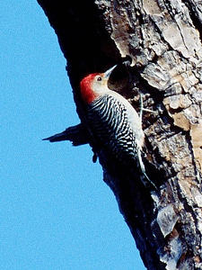 Red-bellied Woodpecker-1 photo