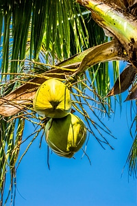 Coconuts coconut coconut tree photo