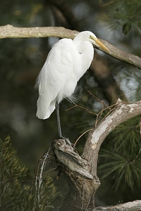 Great Egret perched on a branch