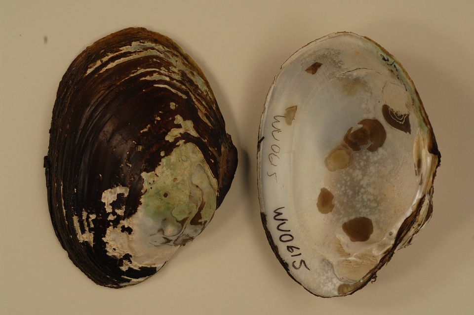 Lampsilis cardium-3