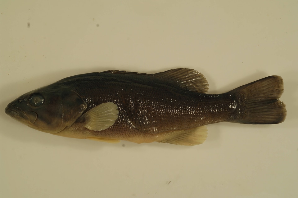 Micropterus dolomieu-3