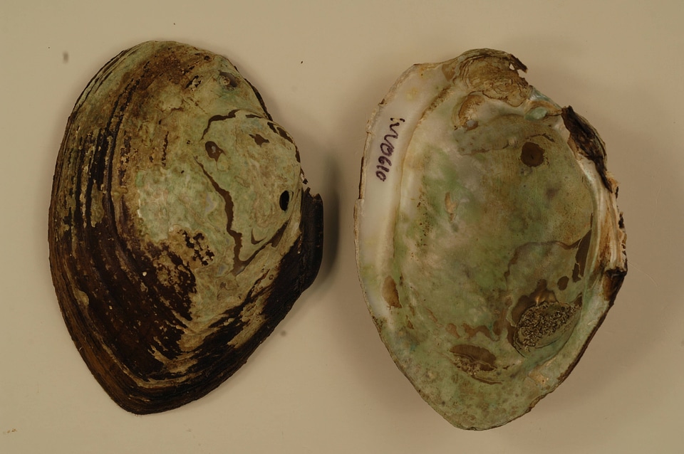 Lampsilis cardium-2