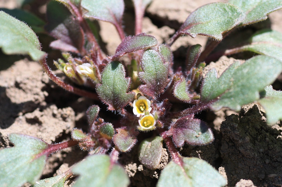 Debeque phacelia-2