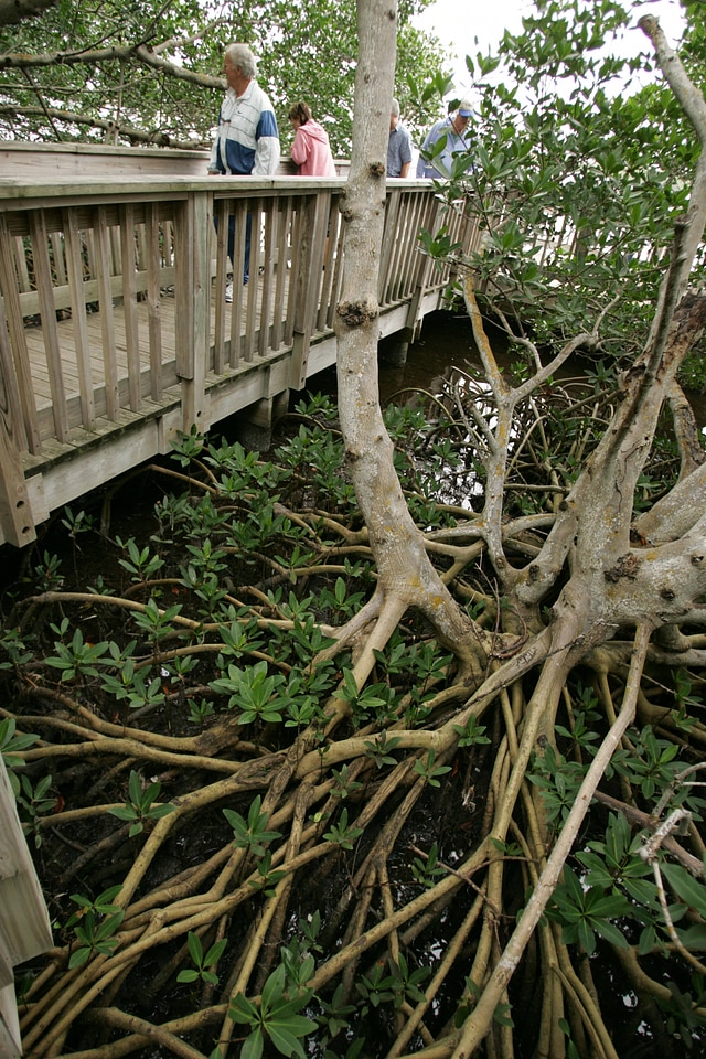 Wildlife viewing from refuge bridge