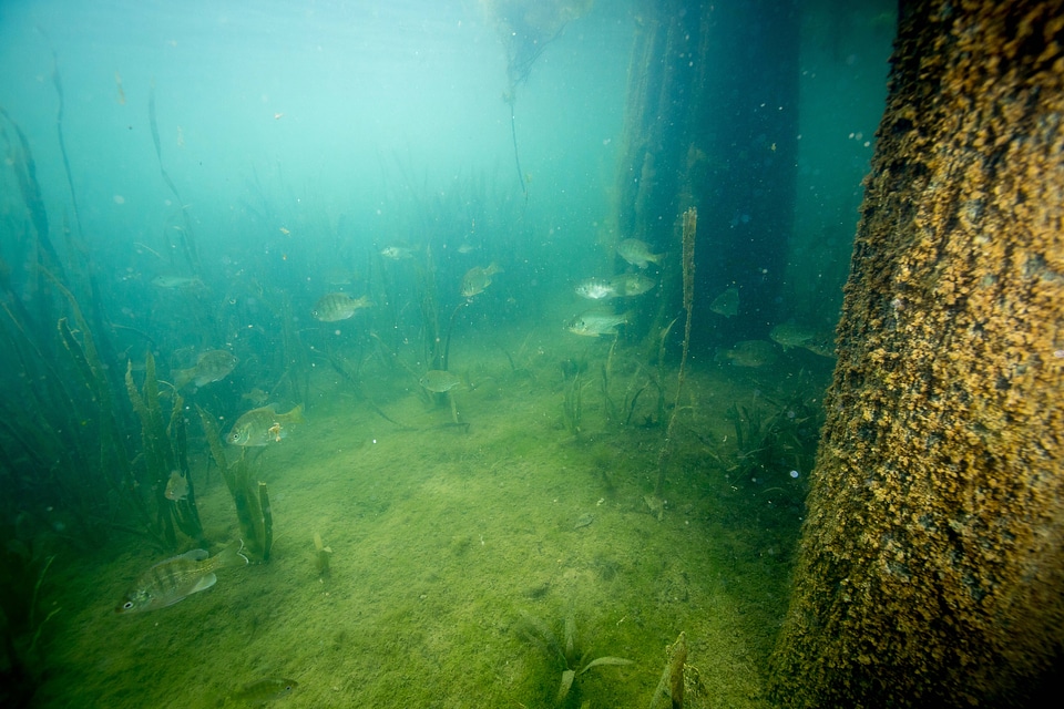 Fish congregate in Bald cypress roots-1