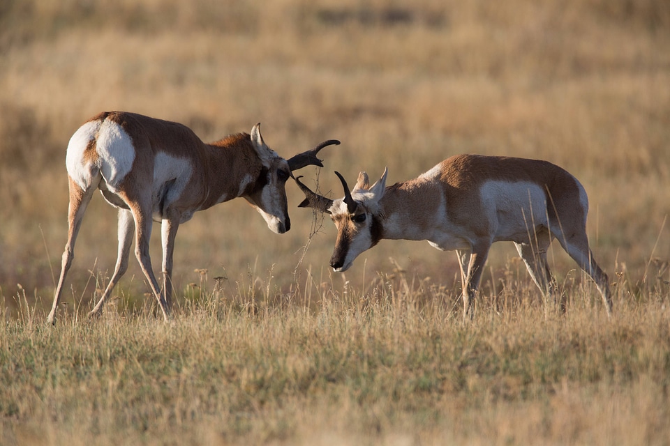 Pronghorn Antelope bucks fight-4