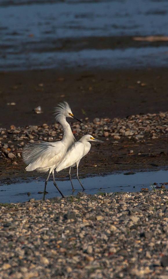 Snowy Egrets on shore-3