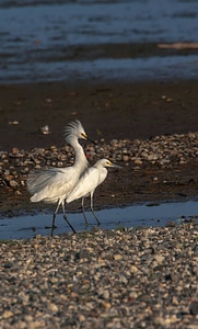 Snowy Egrets on shore-3