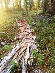 Rotting wood along side refuge