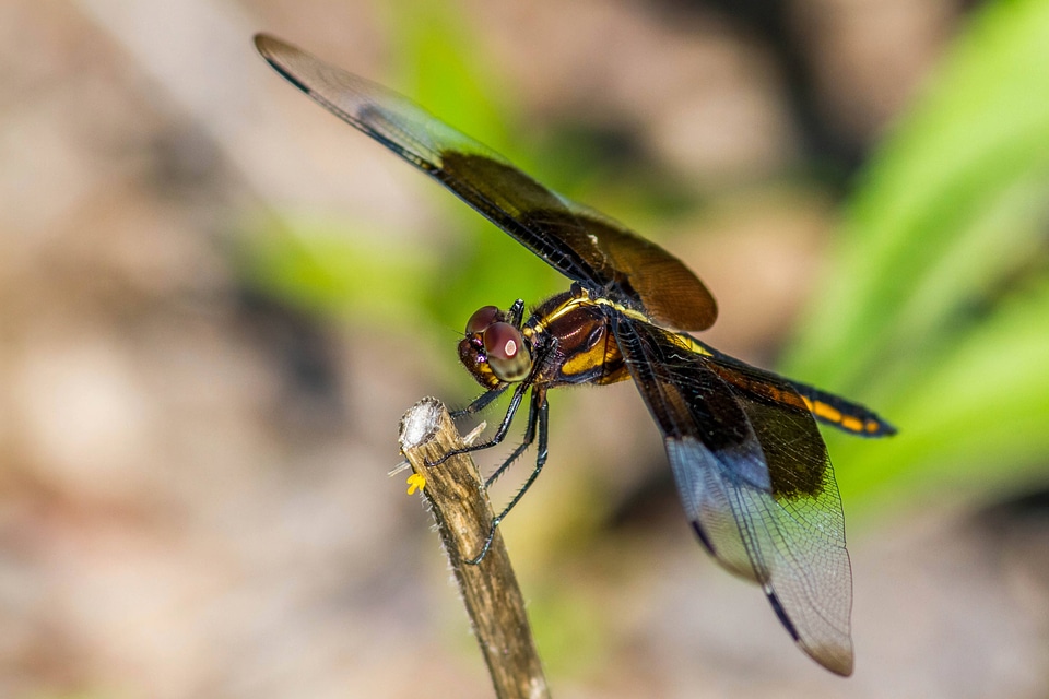 Female Widow Skimmer -1