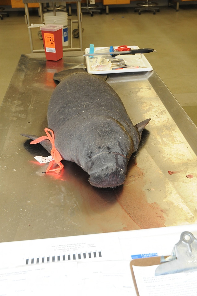 Marine Mammal Stranding Course at NCTC-2