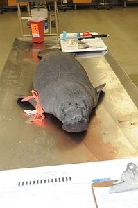 Marine Mammal Stranding Course at NCTC-2