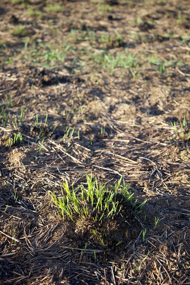 Prescribed burn regrowth of Big Bluestem grasses-3