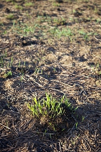 Prescribed burn regrowth of Big Bluestem grasses-3