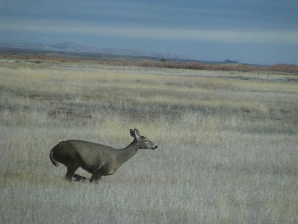 Doe fleeing from buck