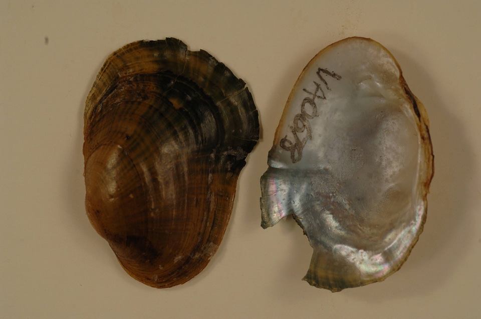 Epioblasma capsaeformis-2