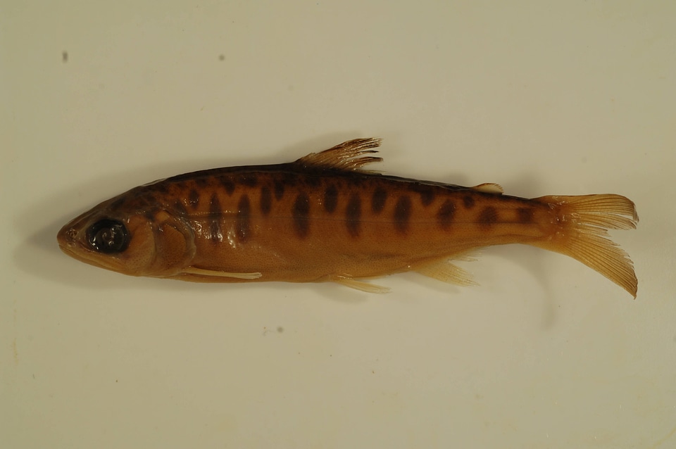 Oncorhynchus kisutch-2