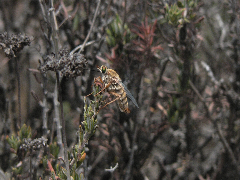 Delhi Sands flower-loving fly on California buckwheat