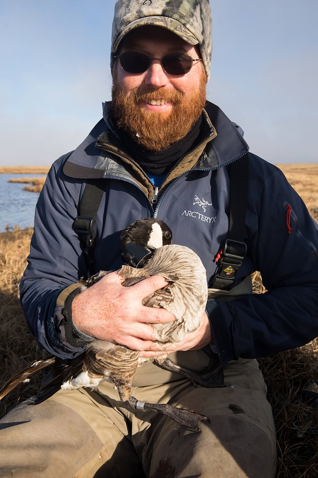 Biologist banded and collared a Cackling goose