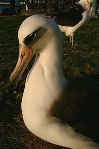 Laysan albatross-1 photo
