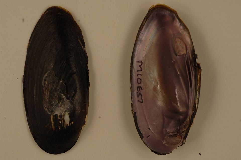 Elliptio dilatata (inside)-1