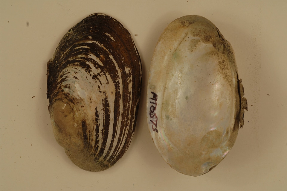Lampsilis siliquoidea-2