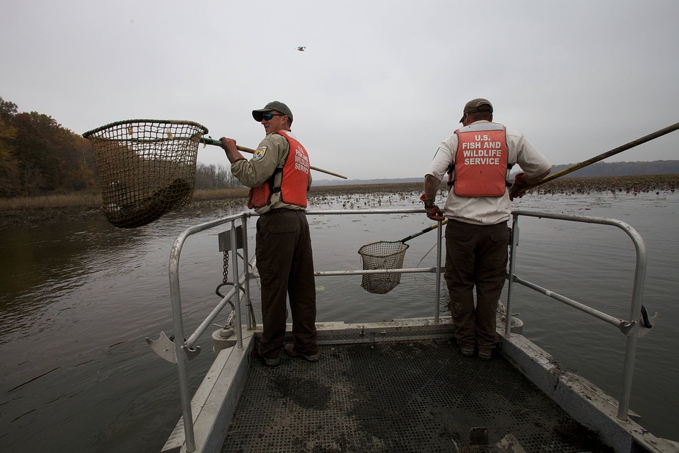 Electrofishing for Northern Snakehead-4