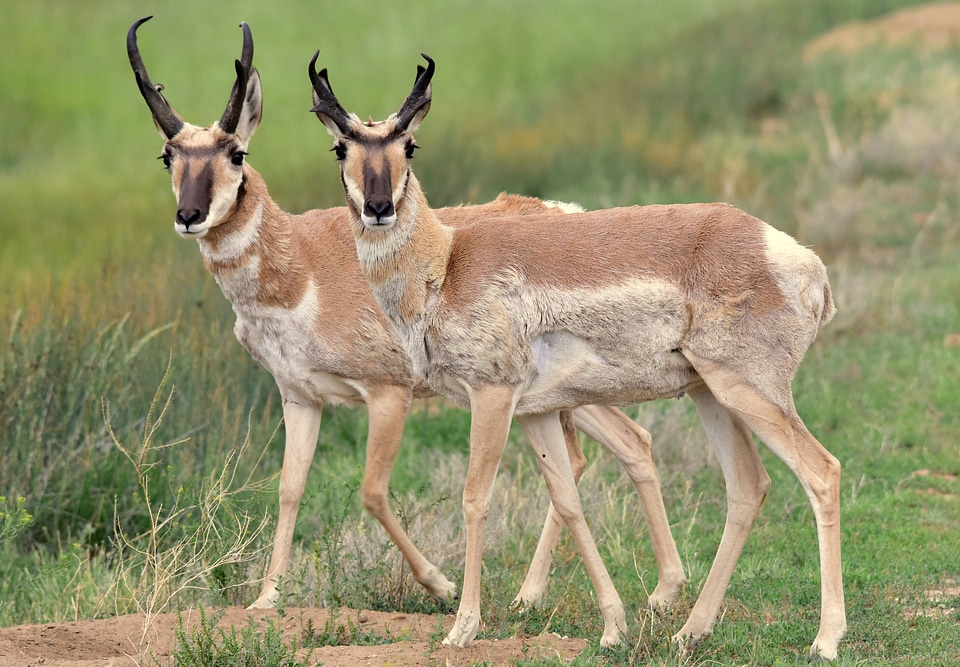 Pronghorns close-up-1