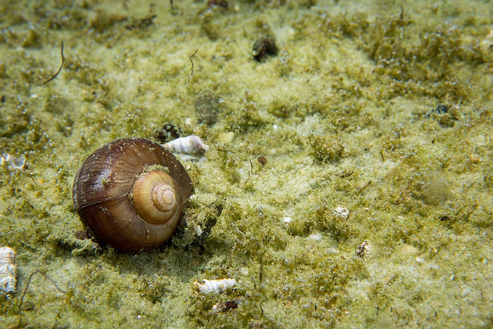 Florida applesnail
