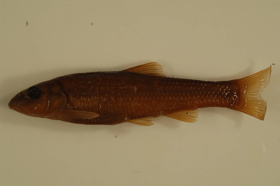 Nocomis micropogon-1
