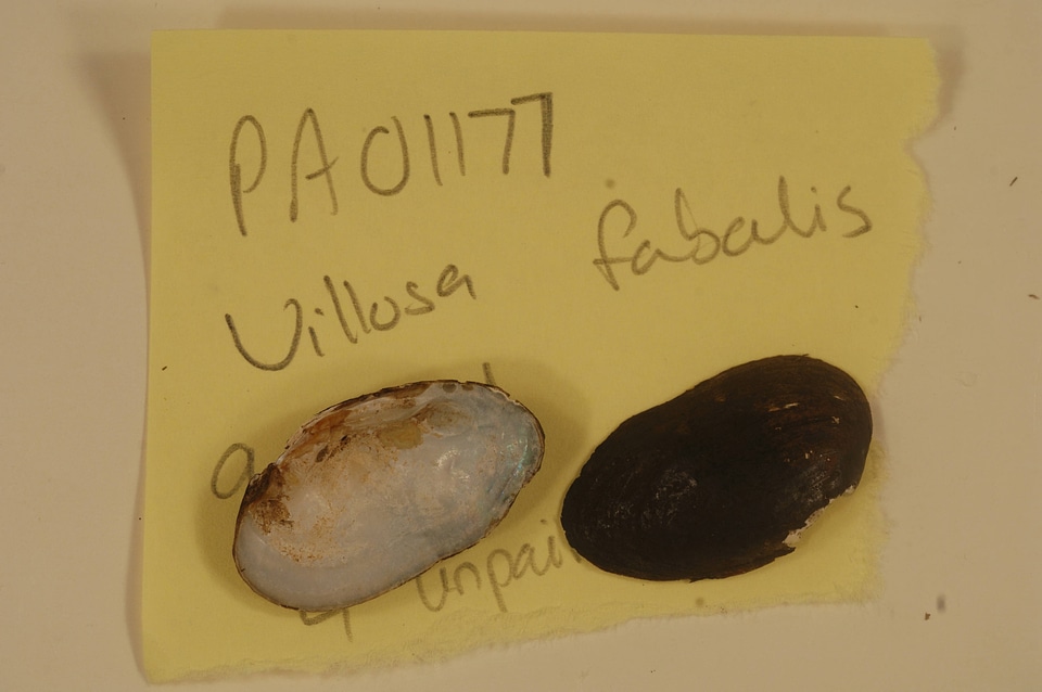 Villosa fabalis-2