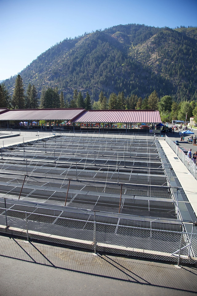 Wenatchee River Salmon Festival
