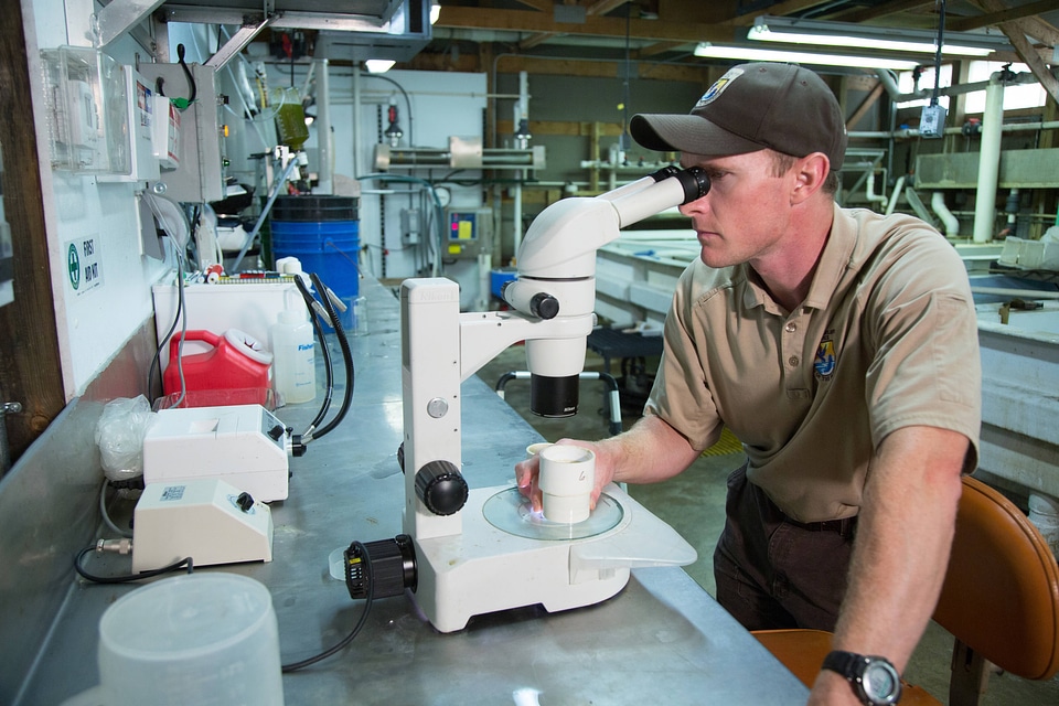 Biologist grows freshwater mussels in hatchery-1