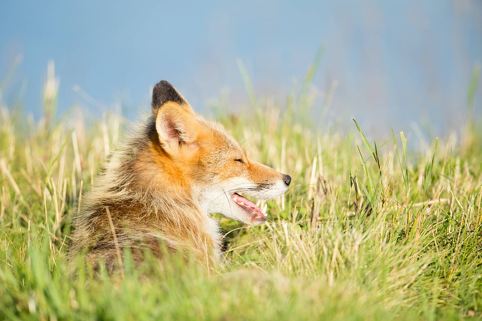 Red fox lying in the grass-1