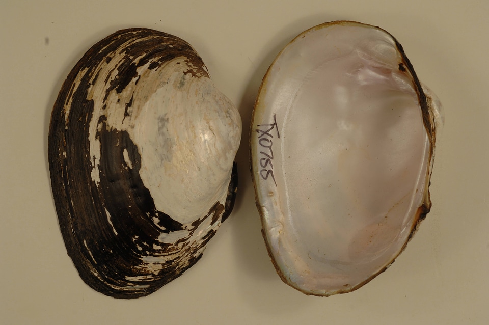 Cyrtonaias tampicoensis-1
