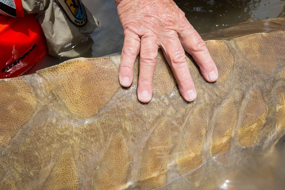 Biologist shows scales on the Gulf sturgeon in river