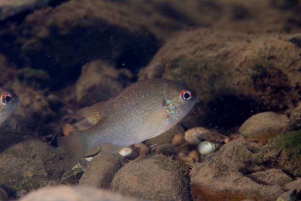 Juvenile redbreast sunfish-1