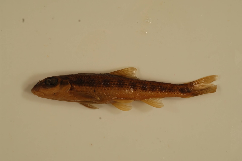 Erimystax insignis-4