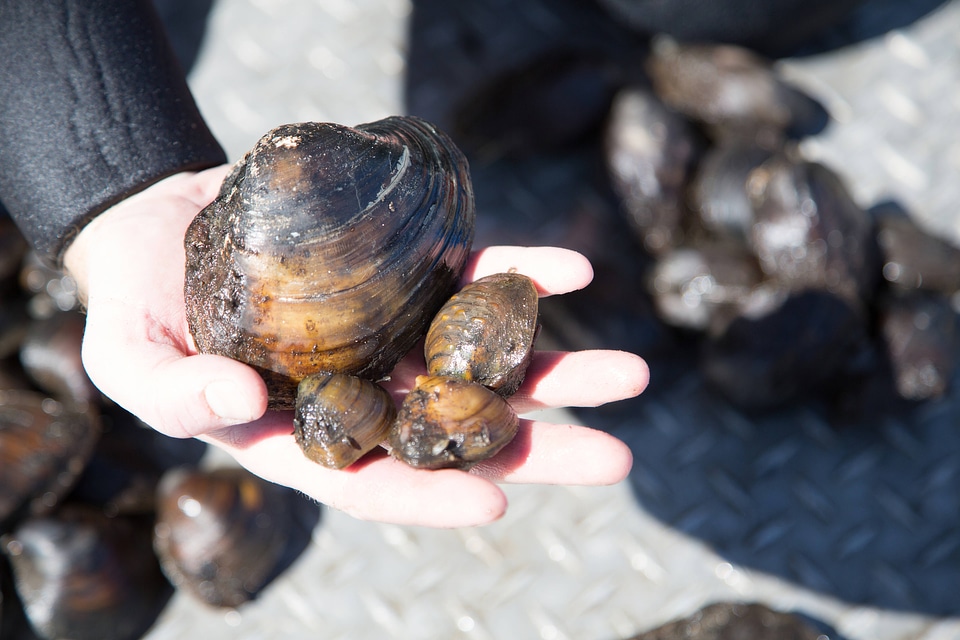Freshwater mussels in biologists hands-10