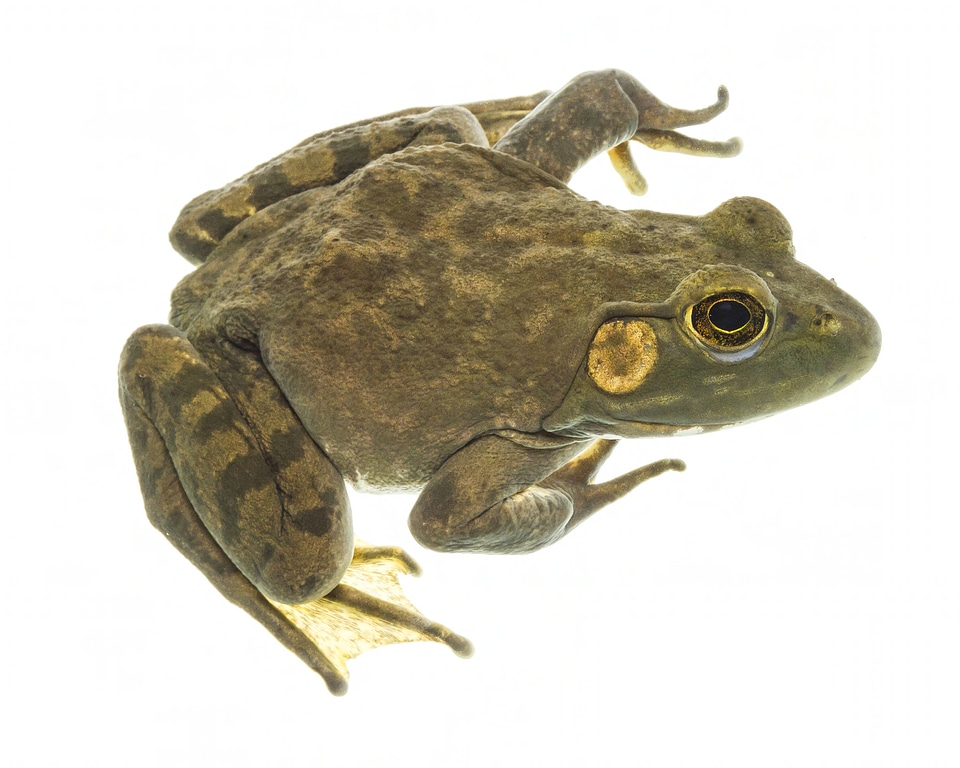 American bullfrog-1